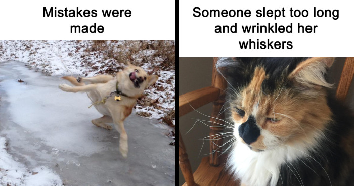 35 Times Animal Pics Were Just Perfect For Memes