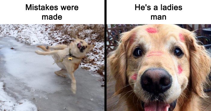 “Animal Memes”: 35 Pics Of Pets Being Cute, Silly And Hilarious From This IG Page