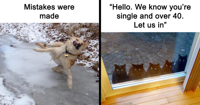 35 Funny Animal Memes From This Dedicated Instagram Page