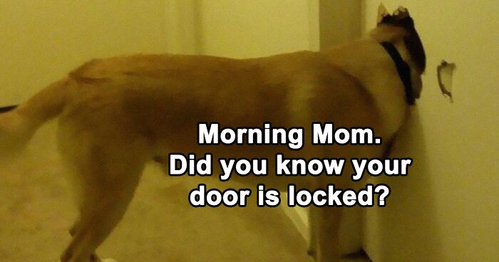 35 Times Animal Pics Were Turned Into Hilarious Memes