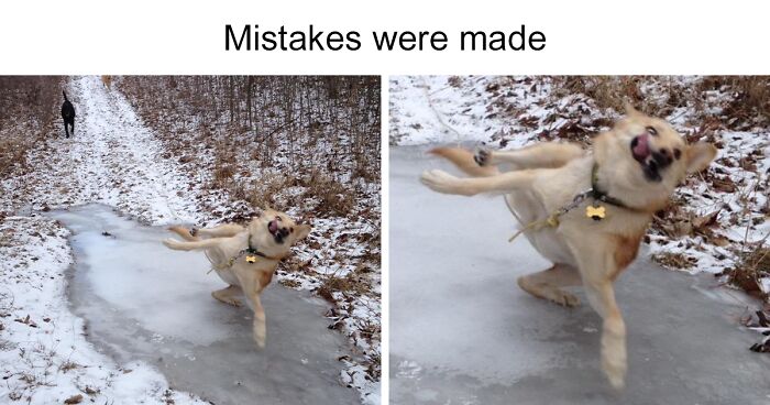 35 Funny And Cute Animal Memes From This Instagram Page