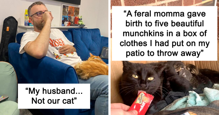 101 Of The Best “My House, Not My Cat” Moments That Prove Social Rules Don’t Apply To Felines (New Pics)
