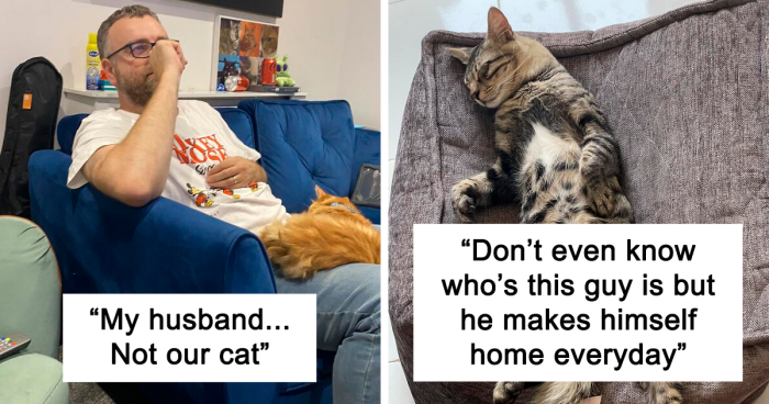 101 Hilariously Wholesome “My House, Not My Cat” Moments (New Pics)