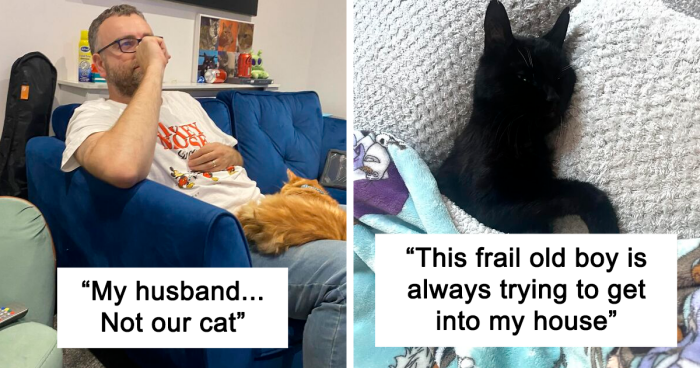 101 Adorable And Funny “My House, Not My Cat” Moments Shared By This Facebook Group (New Pics)