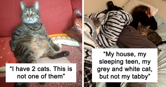 “This Is How You Get A Cat”: 101 Times People Spotted A Random Cat In Their Own Home (New Pics)