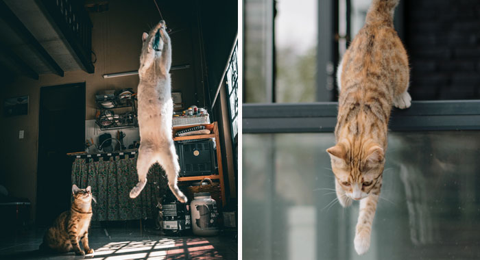 How High Can Cats Jump? Incredible Jumping Ability