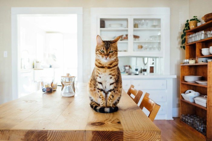 cat sitting on a brown wooden table in the kitchen room