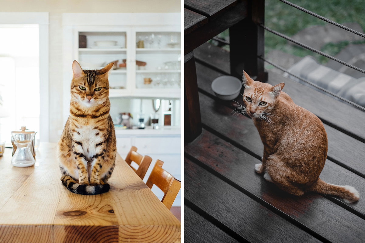 How Long Can Cats Go Without Food and 10 Reasons of Not Eating