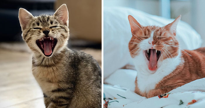 How Many Teeth Do Cats Have? The Mystery of Feline Teeth