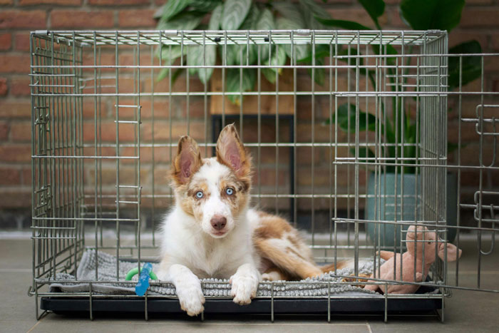 dog inside of the cage