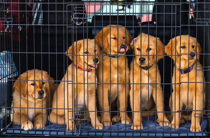 Crate training best sale 2 puppies