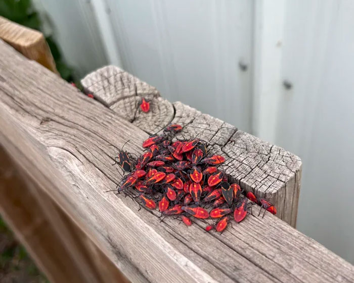 How to Kill Spice Bugs