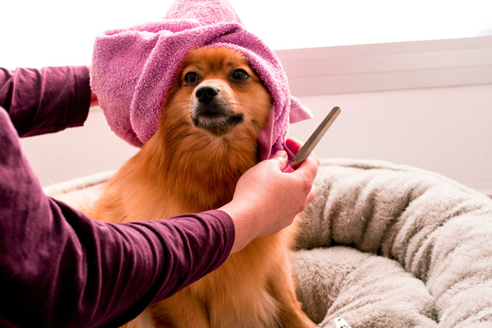 red dog with a towel on the head