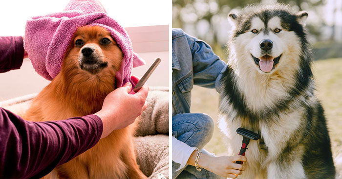 How to Groom Your Dog At Home: Expert Tips