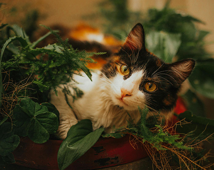 Keep cat away from plants sale