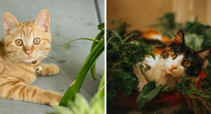 How to Keep Cats Away from Plants? 10 Proven Tips