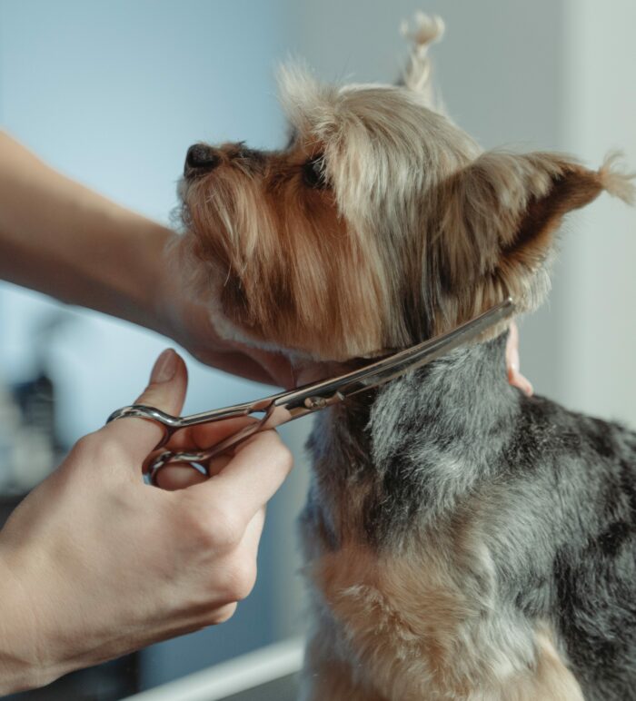 person grooming hair of yorkshire terrier