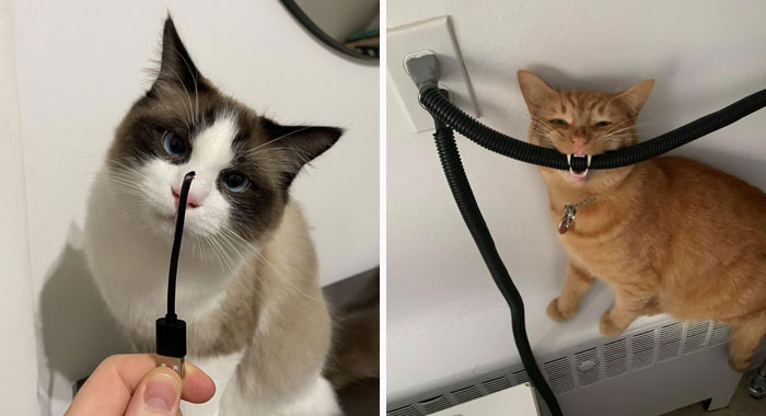 How to Stop Cats from Chewing Cords