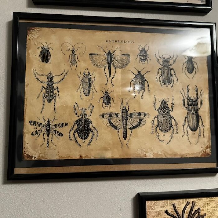 Dress Your Domicile In Antique Allure; Let These Sketched Specimens From A Victorian Entomology Illustration Whisper Tales Of A Time When Biology Was The Height Of Sophistication.