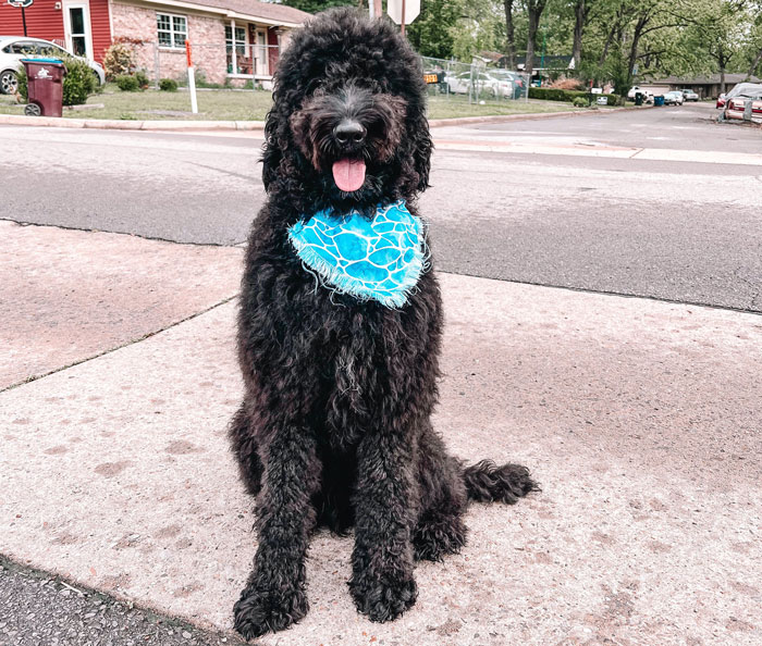 black dog sitting on the ground