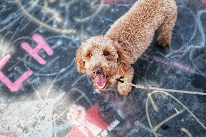 Labradoodle Dog Breed: Everything Covered