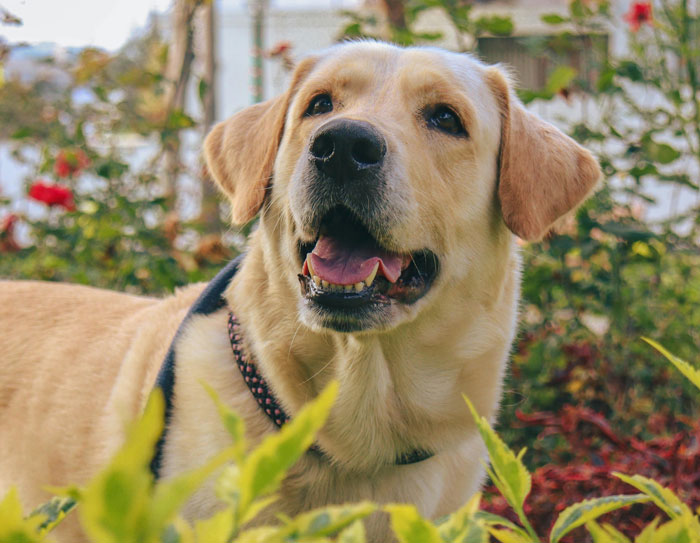 close up view of a white labrador retriever