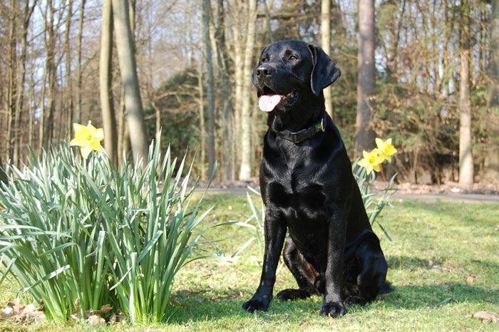 black labrador retriever