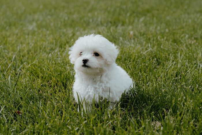 white maltipoo puppy on the grass