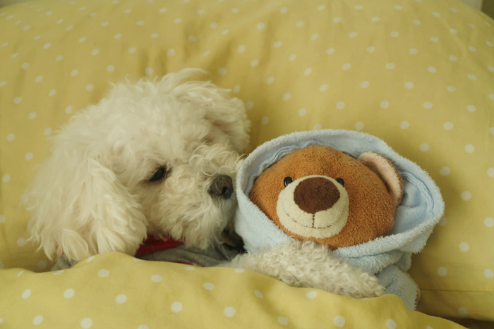 Maltipoo with bear in the bed