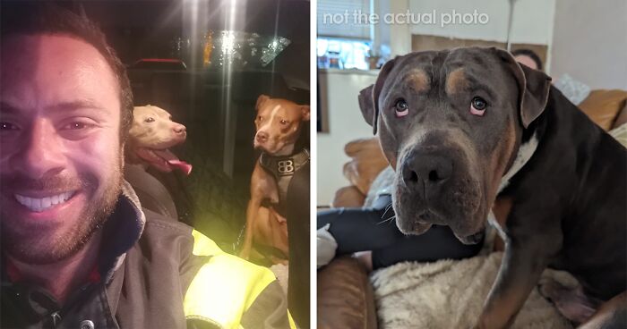 People Abandon Their Dogs After XL Bully Ban, Luckily, This Man Tries To Save As Many As He Can