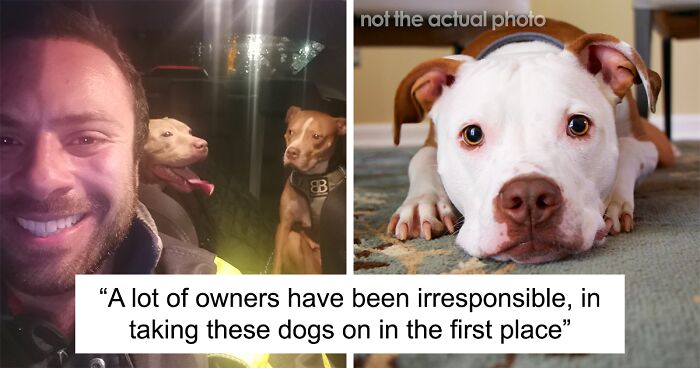 Man Drives Over 200 Miles To Rehome XL Bully Dogs Amidst A New Ban