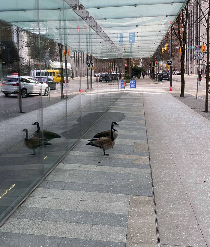 Rude Couple Hisses At Pedestrians As They Walk By Near 980 Howe St. Today In Downtown Vancouver