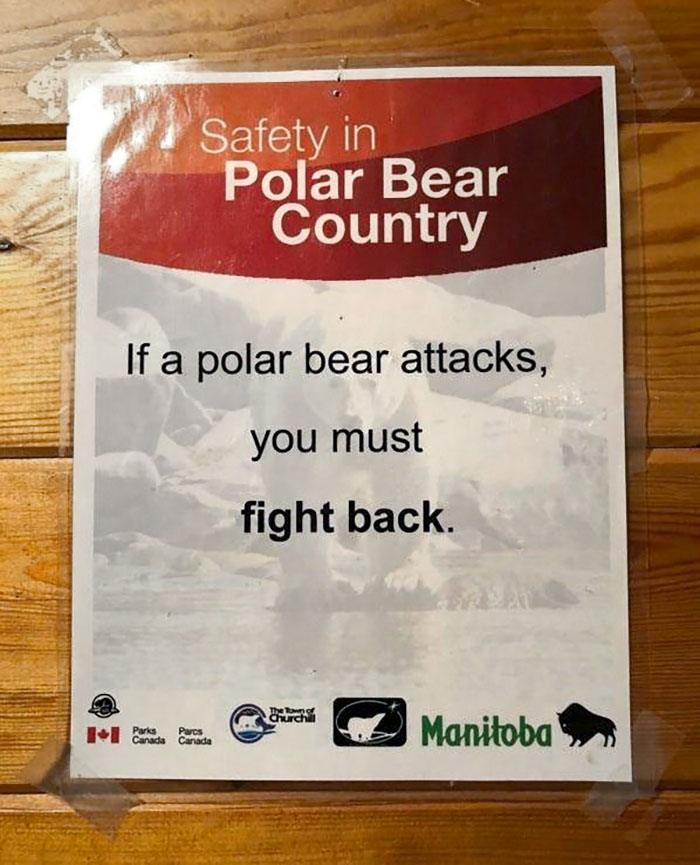 If Polar Bear Attacks, You Must Fight Back