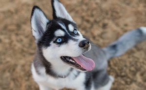 “I Dropped My MIL’s Dog Off As A Stray At A Shelter, And I Don’t Feel Bad”