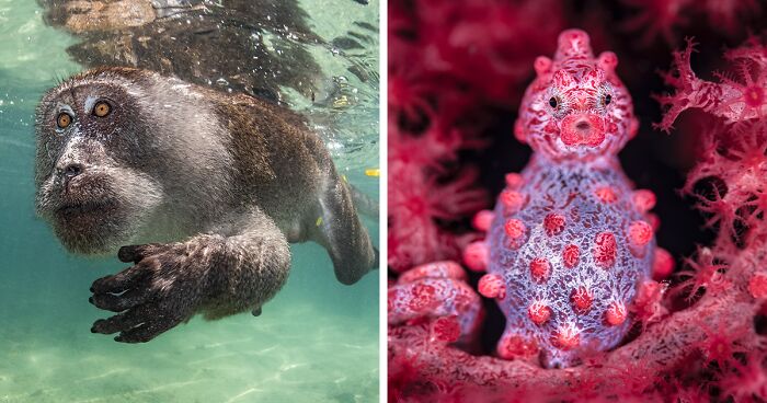 72 Stunning Winning Photos From The Ocean Art 2023 Contest