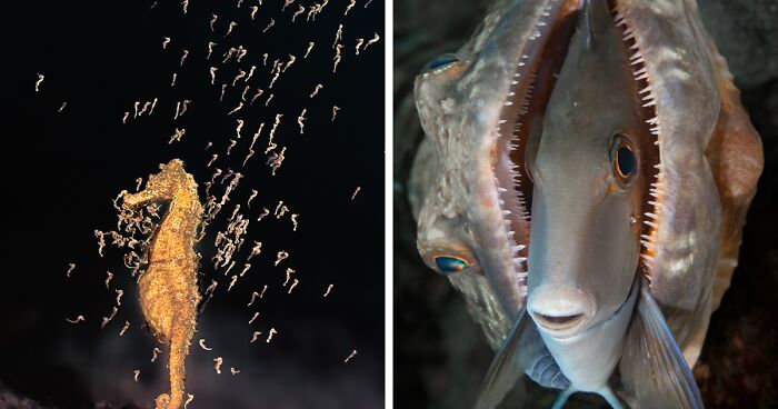 Meet The Winners Of The 2023 Underwater Photography Competition That Might Take Your Breath Away (72 Pics)