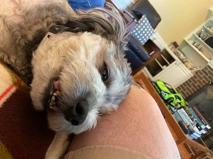 Goofy pamapoo dog on humans legs 