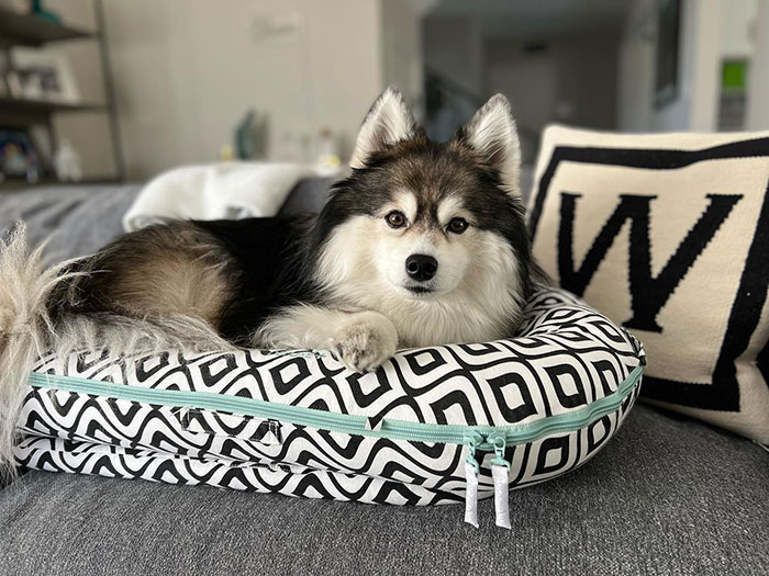 Pomsky dog relaxing on a patterned bed cushion indoors.