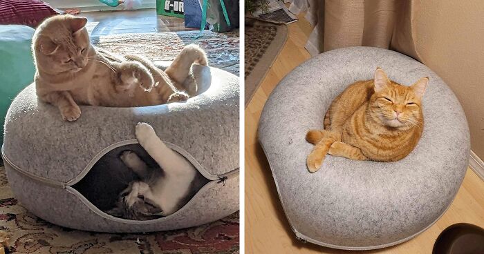 Give Your Cat The Vip Treatment With These 26 Genius Products