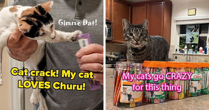 26 Purrfect Picks That’ll Make Your Cat’s Life Better