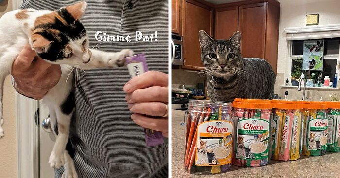 26 Genius Inventions To Make Your Cat's Nine Lives More Luxurious