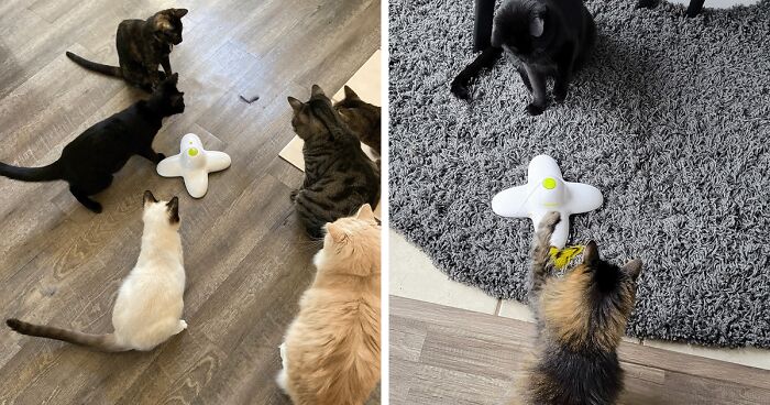 26 Genius Inventions That Will Make Your Cat's Nine Lives Even More Luxurious