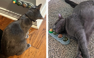 26 Inventions Your Cat Will Probably Love More than They Love You