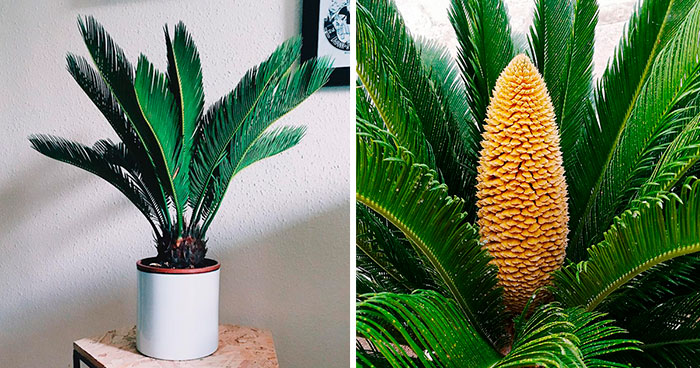 Sago Palm Care Guide: Easy-To-Grow And Perfect For Beginners