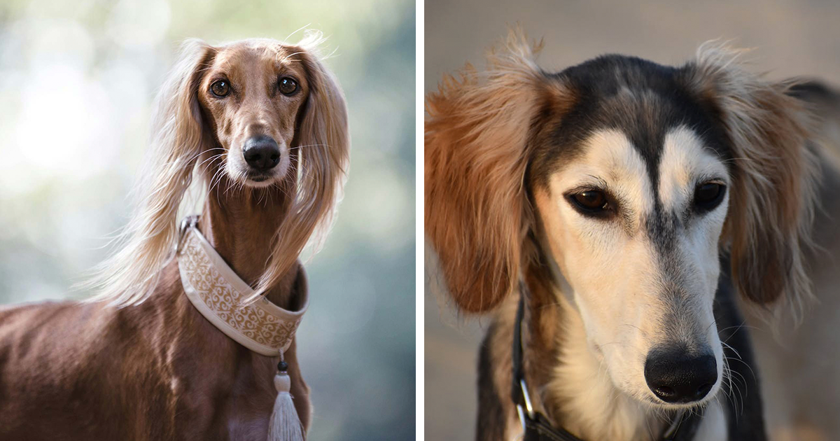 Saluki dog long outlet hair