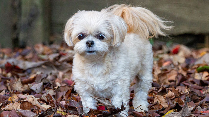 Dog on dried leaves.