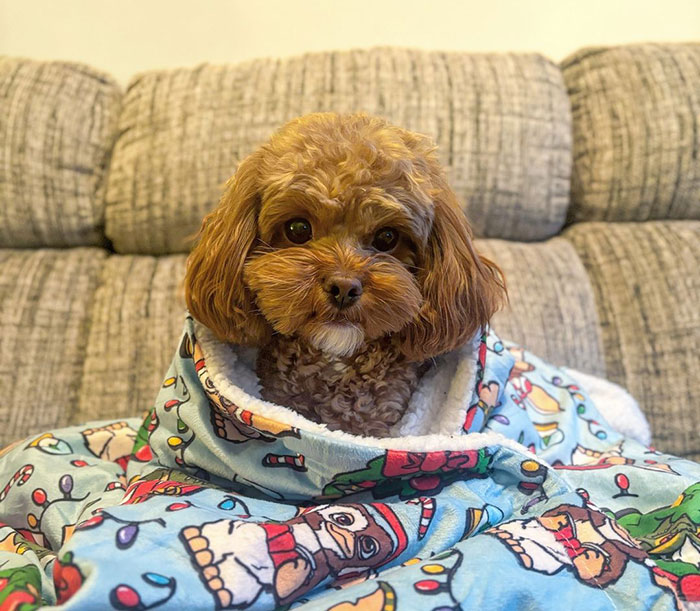 Shihpoo breed dog lying on a couch with a blanket.