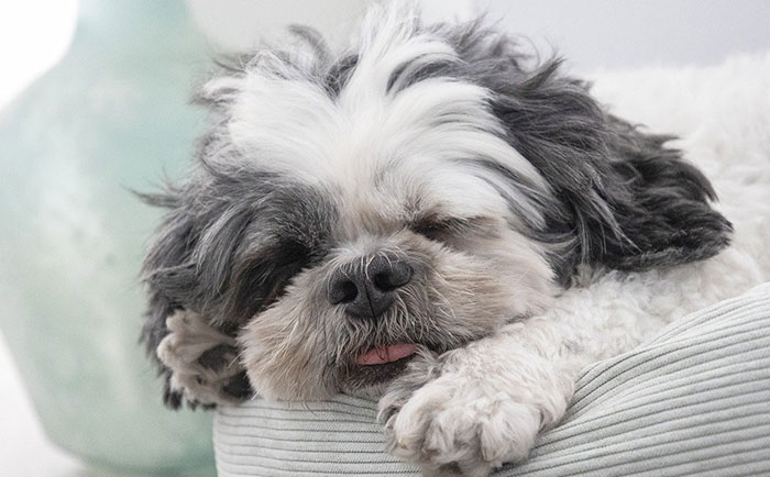 Shihpoo breed dog sleeping.