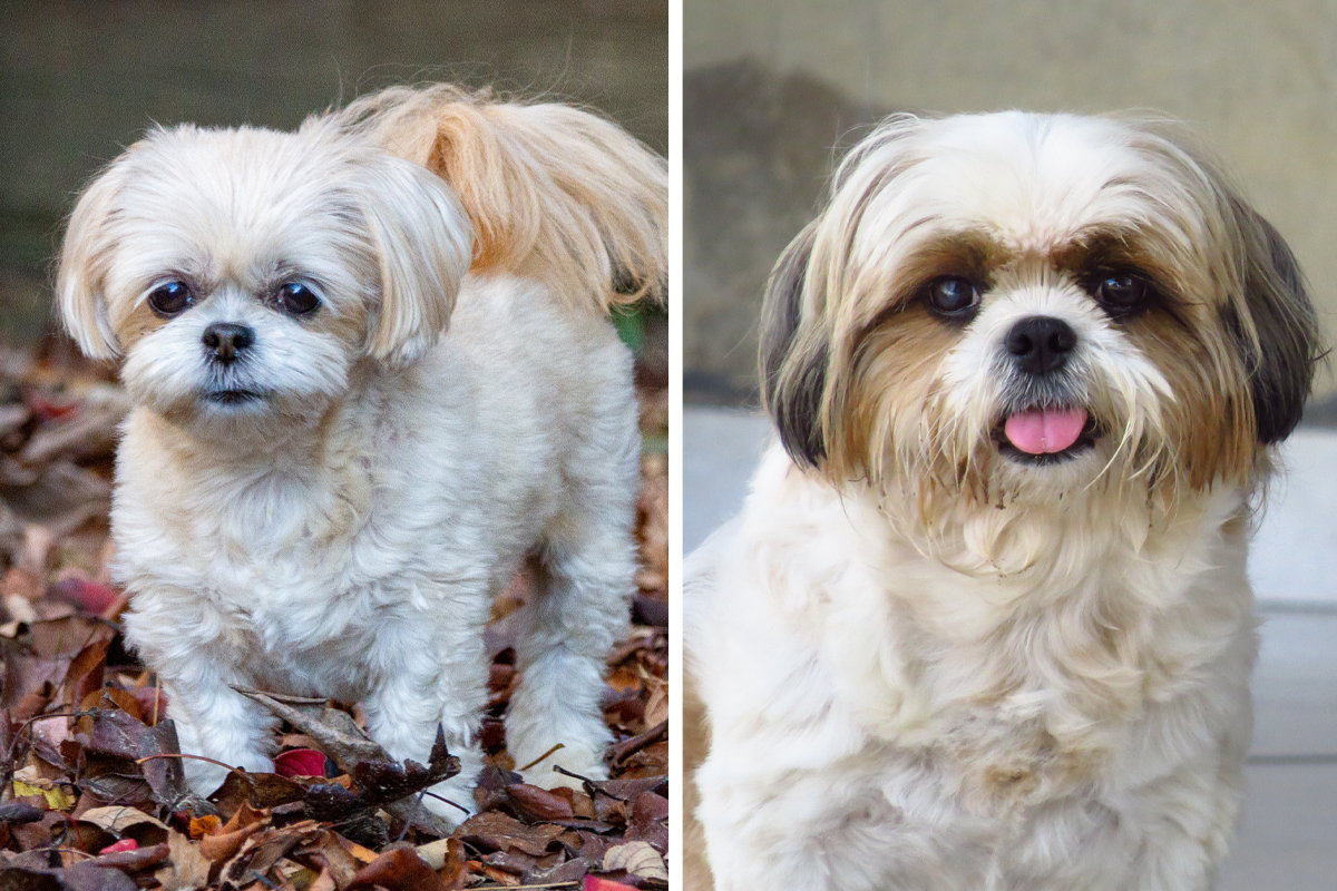 Shihpoo Dog Breed: Information, Health, and Care | Bored Panda
