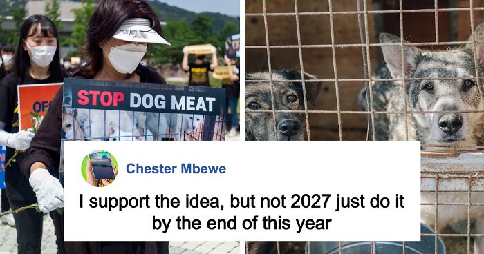 Generations Divided As Ban On Dog Meat Passed By South Korean Government